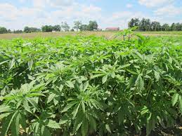 Hemp farming in india